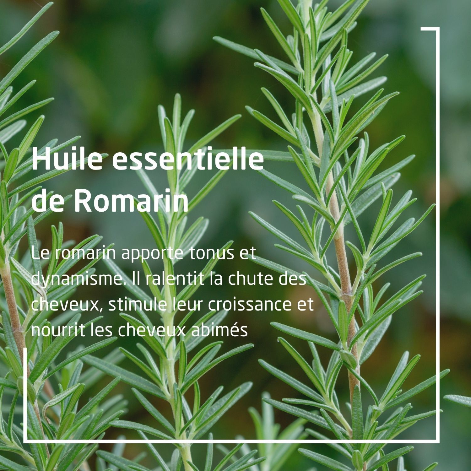 Weleda Romarin Bain tonifiant