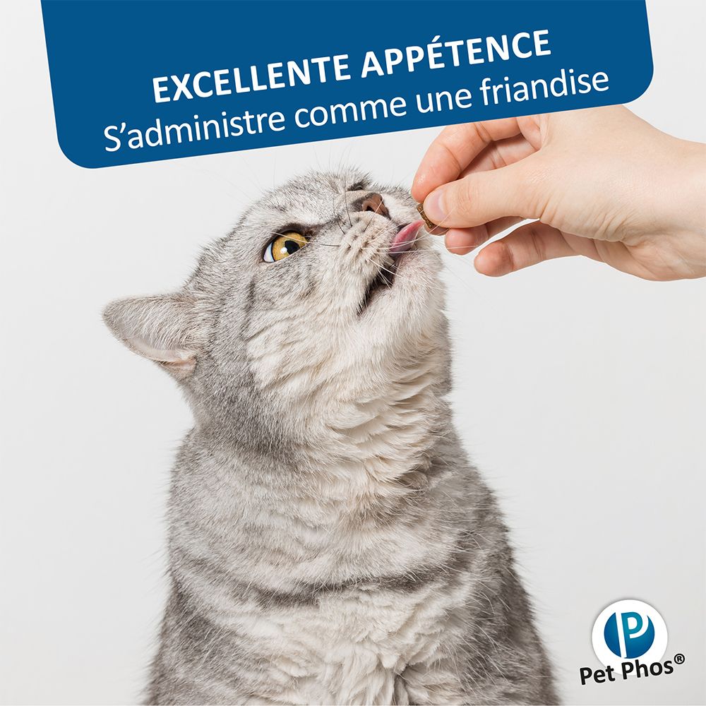 Chat mange une tablette de la main. La tablette est administrée comme une friandise. Nom du produit Pet Phos®.