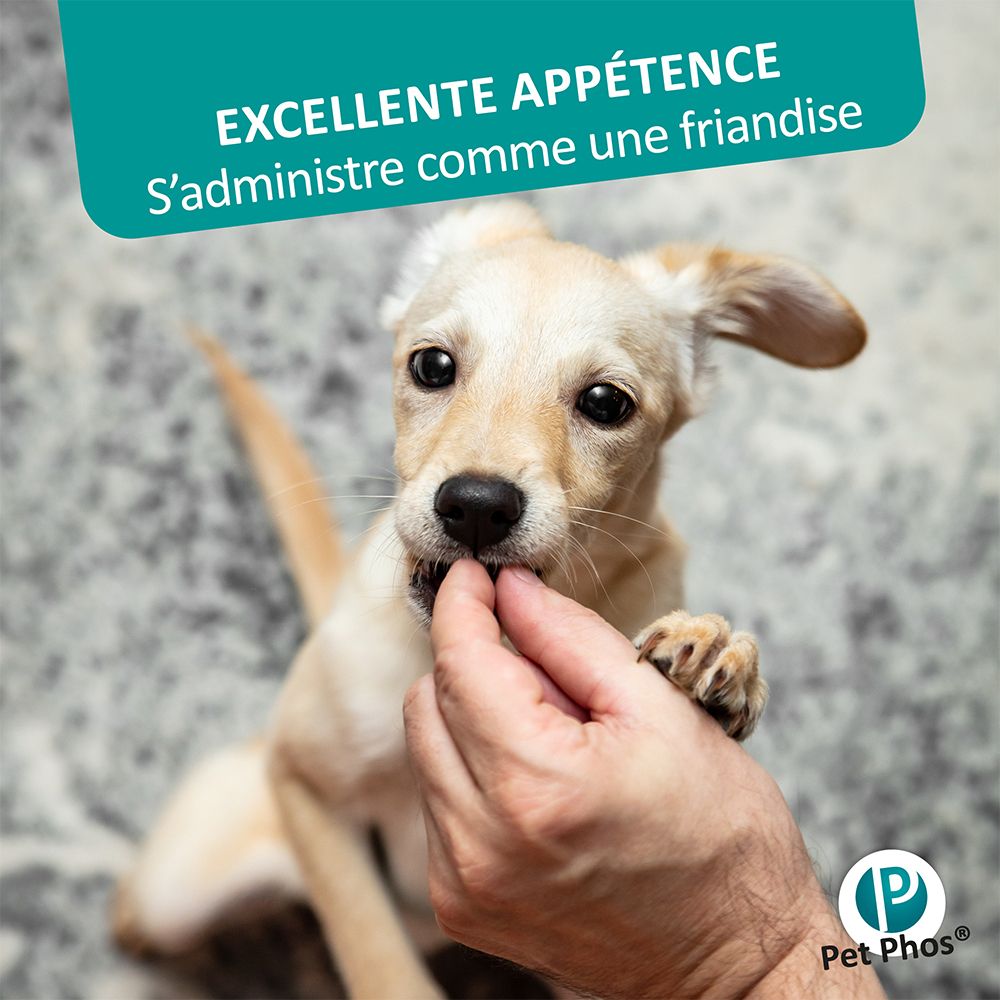 Un chiot mange une friandise dans une main. Pet Phos.