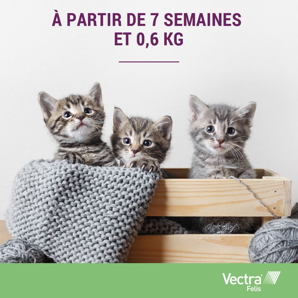 Trois chatons dans une caisse en bois. Texte : À partir de 7 semaines et 0,6 kg. Logo Vectra Felis.