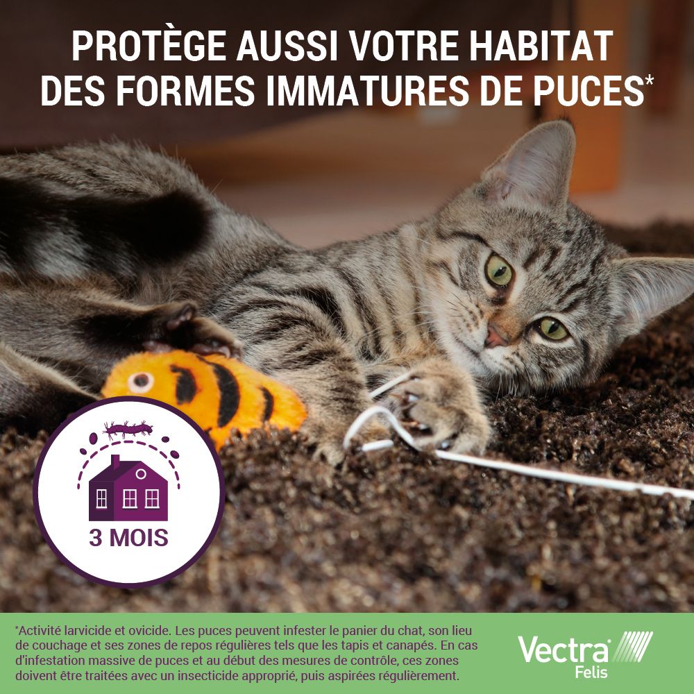 Chat sur un tapis. 3 mois de protection contre les formes immatures de puces. Logo Vectra Felis.