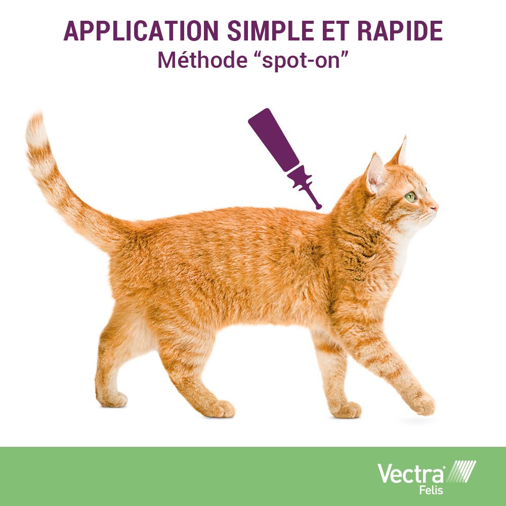 Chat roux. Illustration de la méthode spot-on. Logo Vectra Felis.