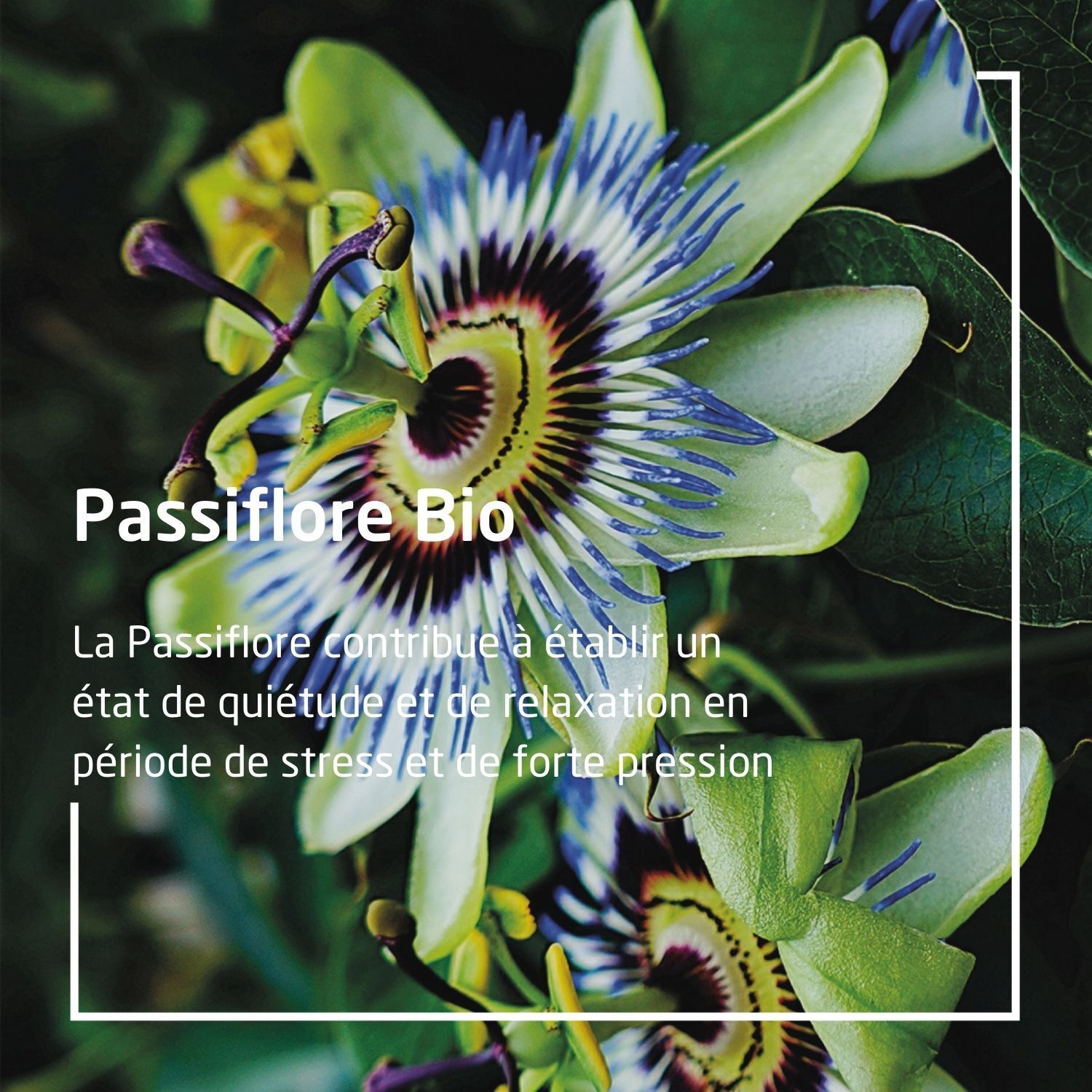 WELEDA EPB® Passiflore Bio Relaxation