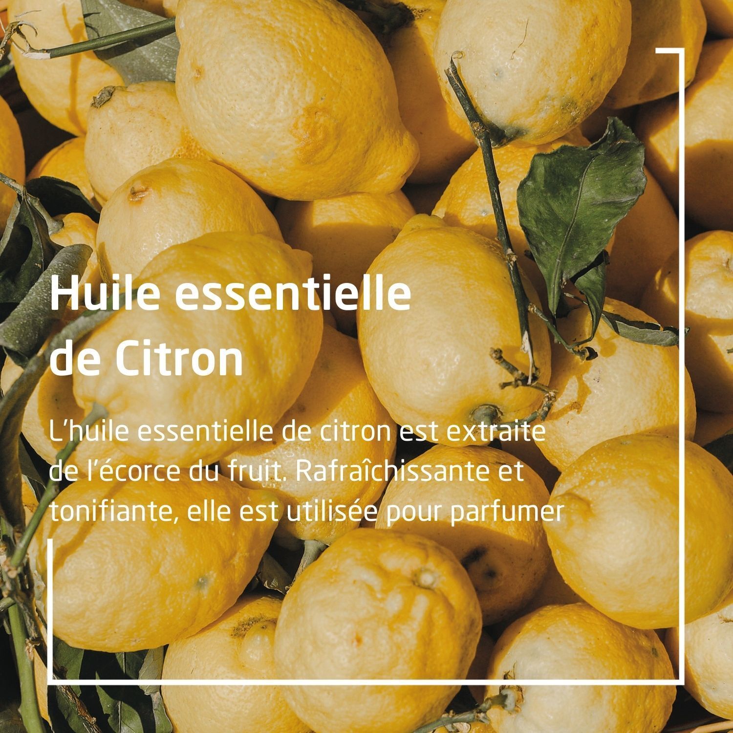 Huile essentielle de Citron. Texte: L'huile essentielle de citron est extraite de l'écorce du fruit. Rafraîchissante et tonifiante.