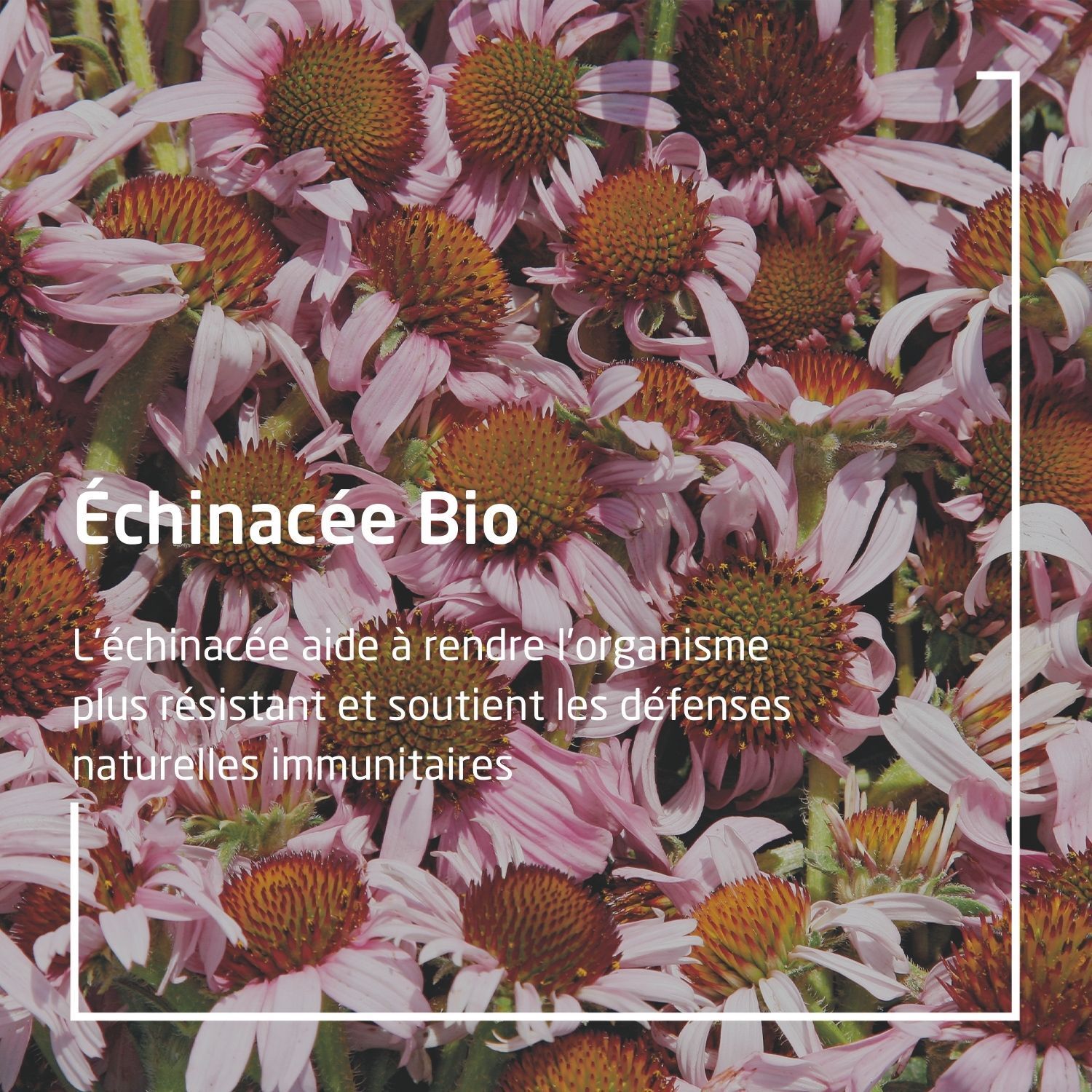 WELEDA EPB® Échinacée Bio Immunité
