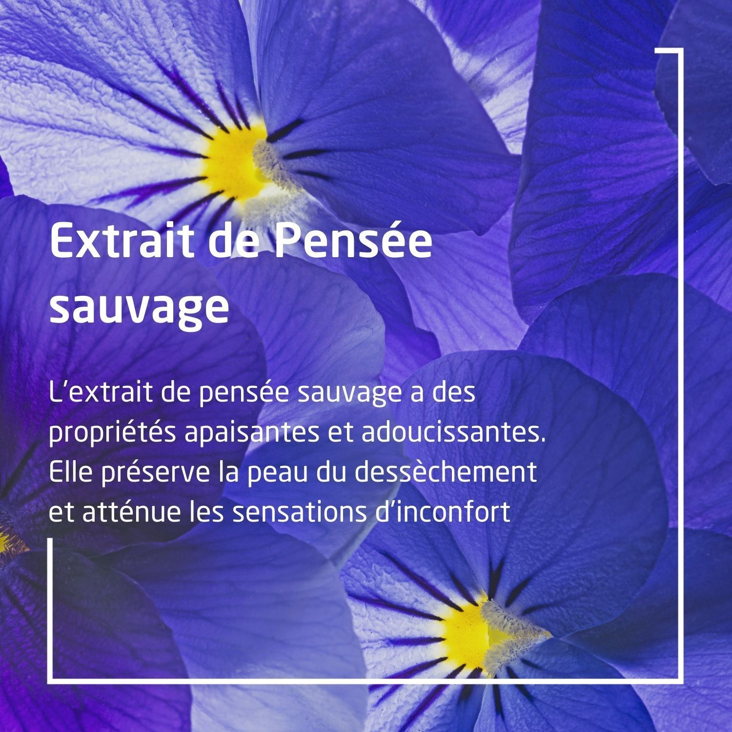 Texte sur fond bleu : Extrait de Pensée sauvage. Propriétés : apaisantes, protectrices de la peau.