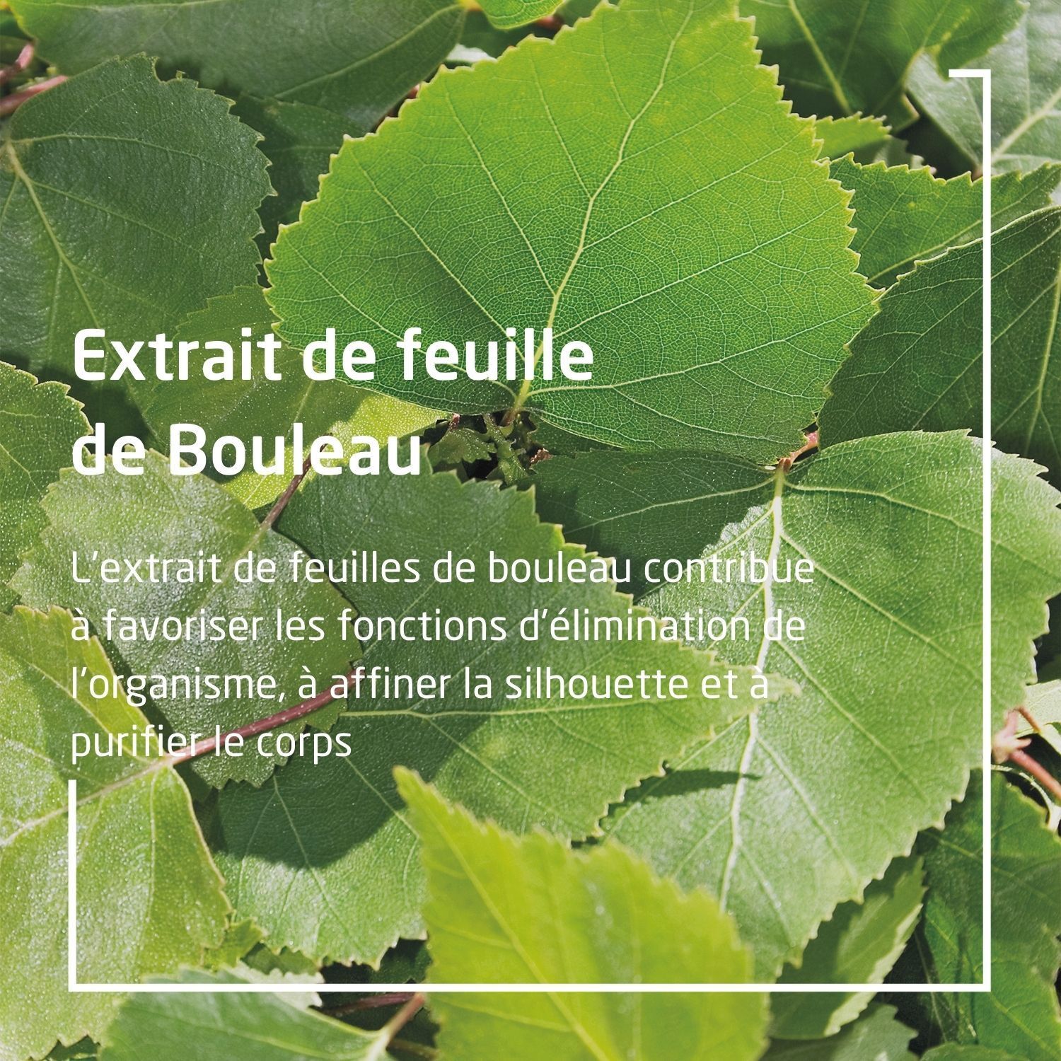 Texte avec le titre: Extrait de feuille de Bouleau. Texte sur l'effet de l'extrait de feuilles de bouleau sur le corps.