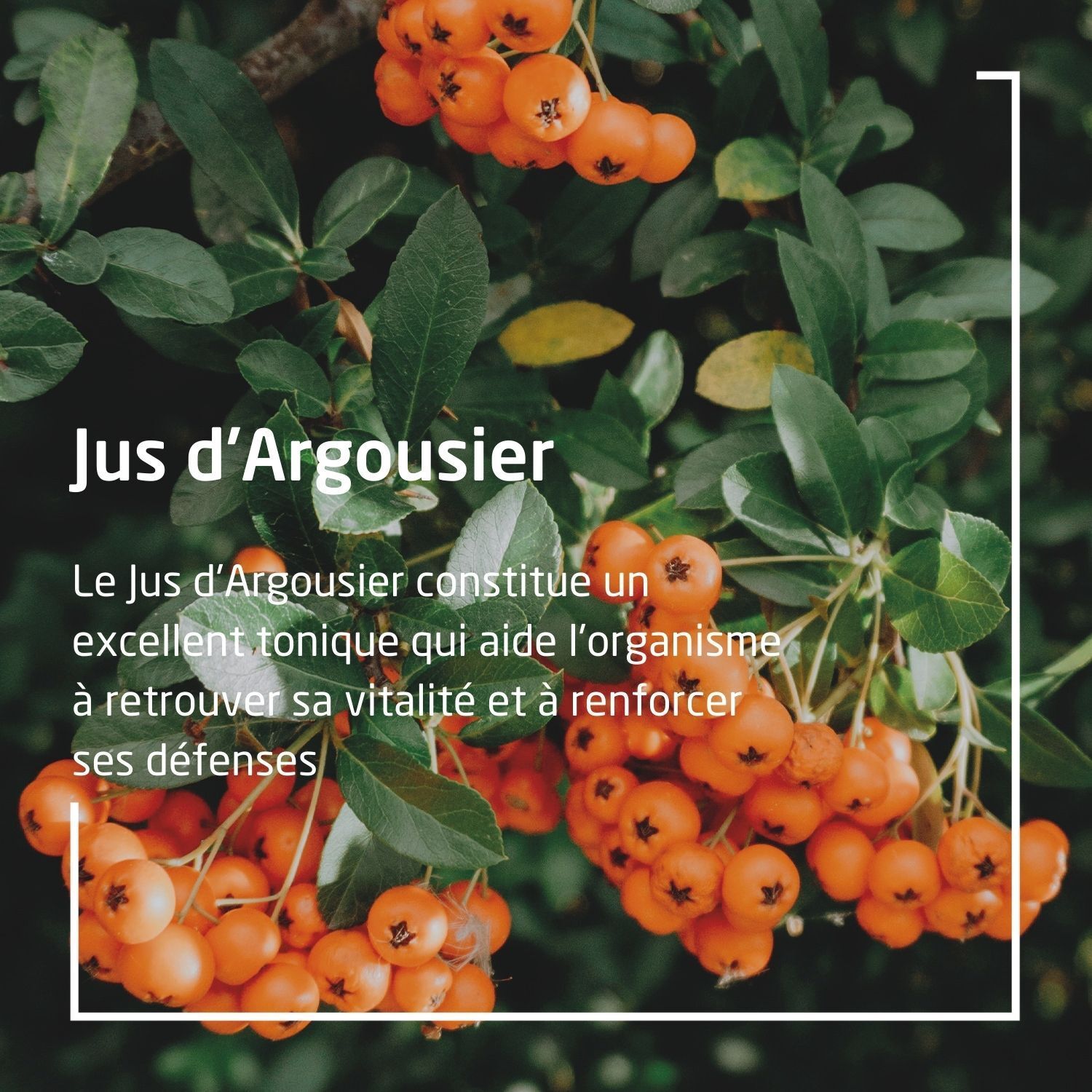 WELEDA Sirop d'Argousier Bio