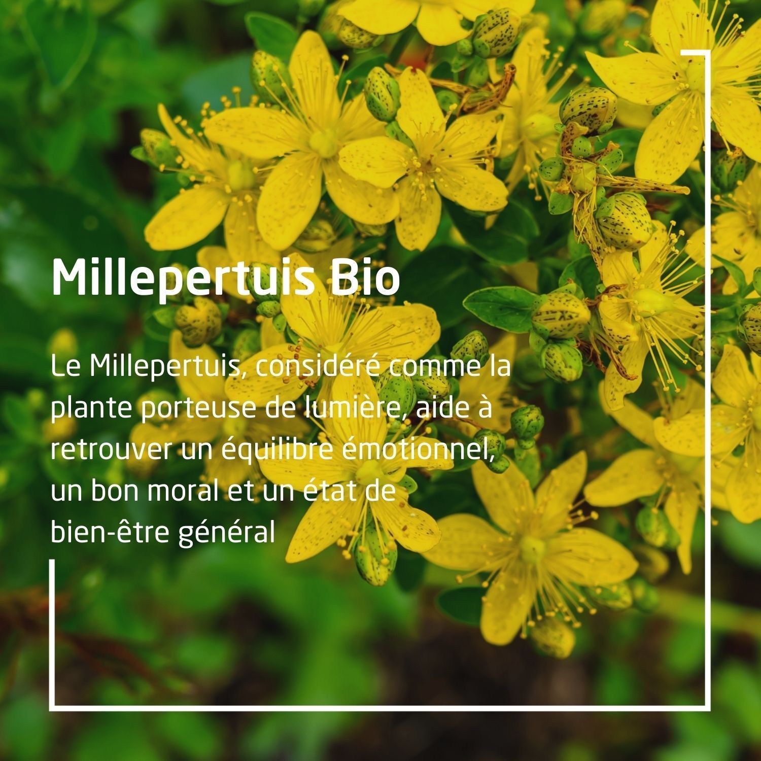 Fleurs jaunes. Texte: Millepertuis Bio. Aide à retrouver l'équilibre émotionnel et le bien-être général.