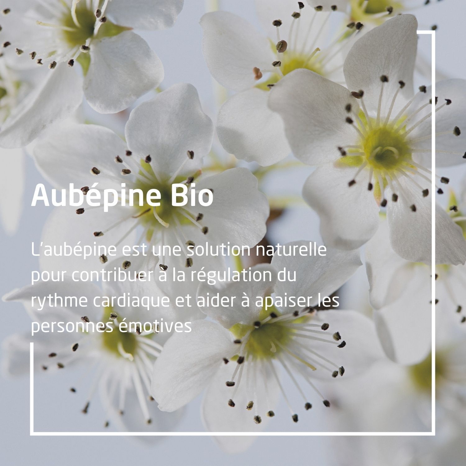 WELEDA EPB® Aubépine Bio Émotivité