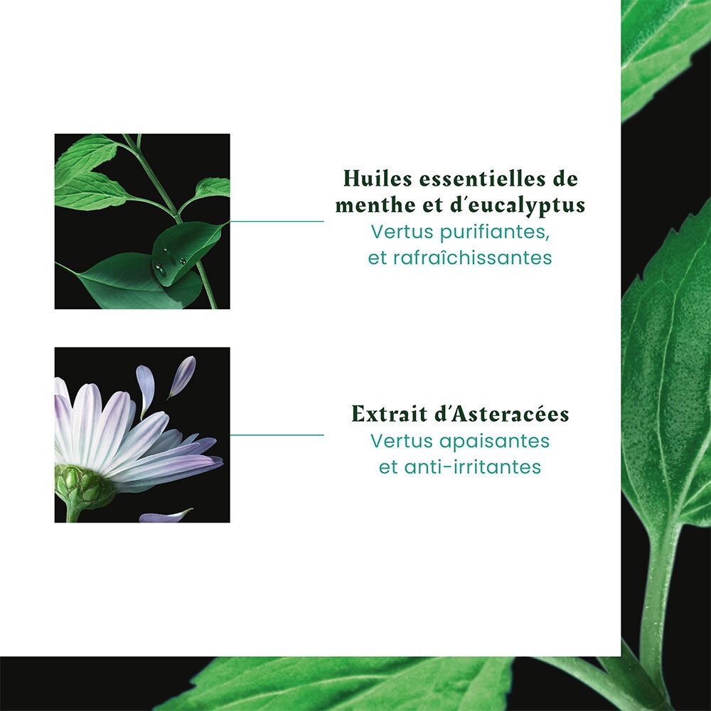 Graphique avec ingrédients: Huiles essentielles de menthe et d'eucalyptus, extrait d'Astéracées. Texte: Vertus purifiantes, apaisantes.