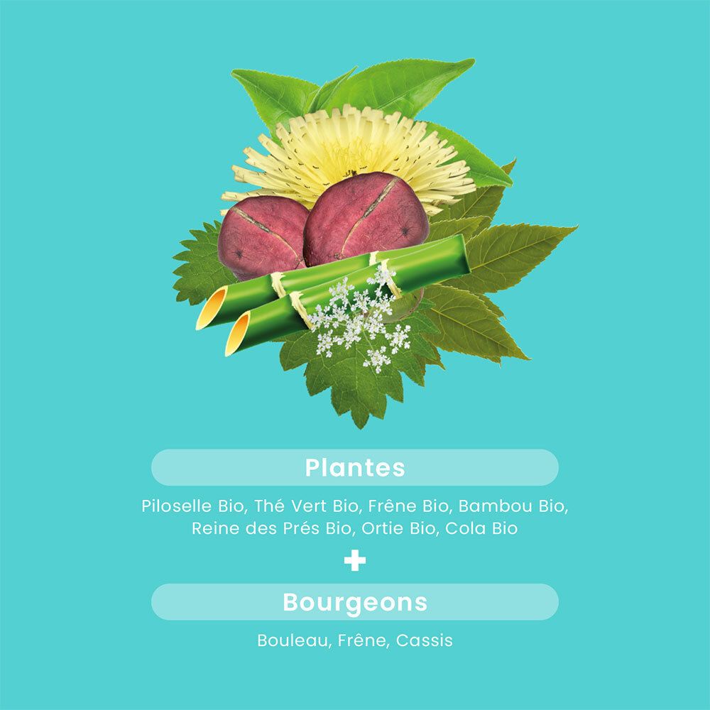 Illustrations de plantes et de bourgeons. Plantes : Piloselle, Thé vert, Frêne, Bambou, etc. Bourgeons : Bouleau, Frêne, Cassis.