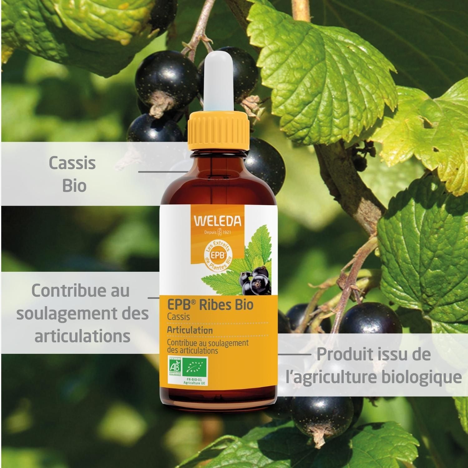 Flacon en verre brun avec étiquette jaune. WELEDA EPB® Ribes Bio Articulation. Avec label bio et cassis.