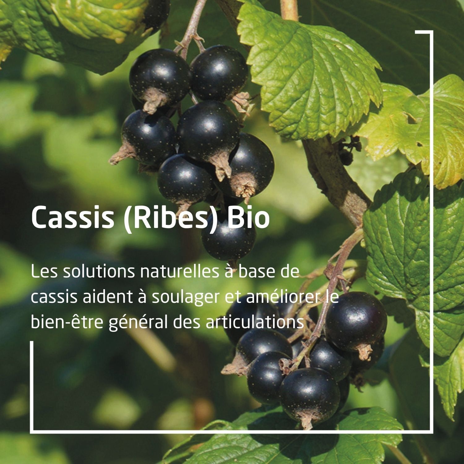 Gros plan de cassis et feuilles. Texte: Cassis (Ribes) Bio.