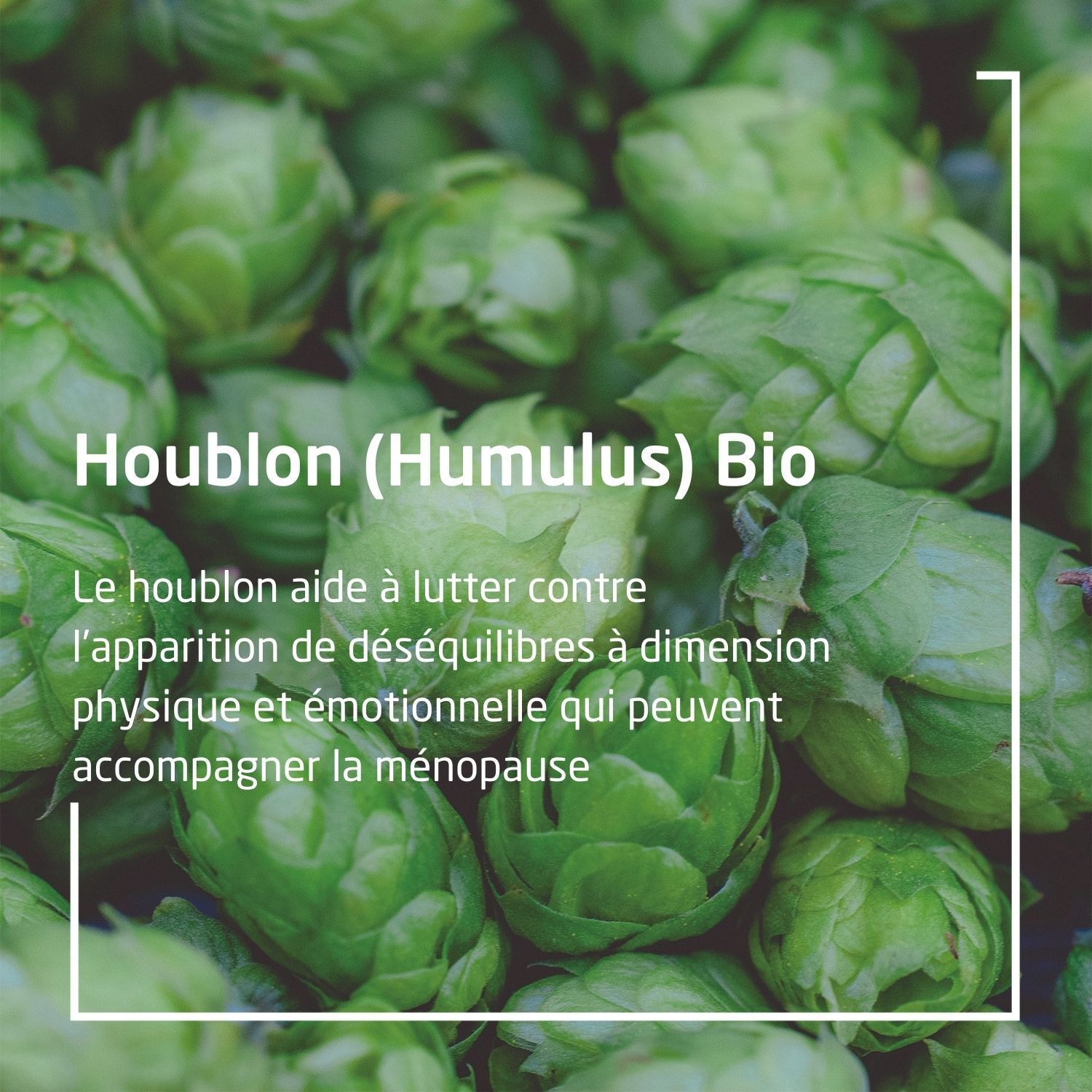 WELEDA EPB® Humulus Bio Ménopause