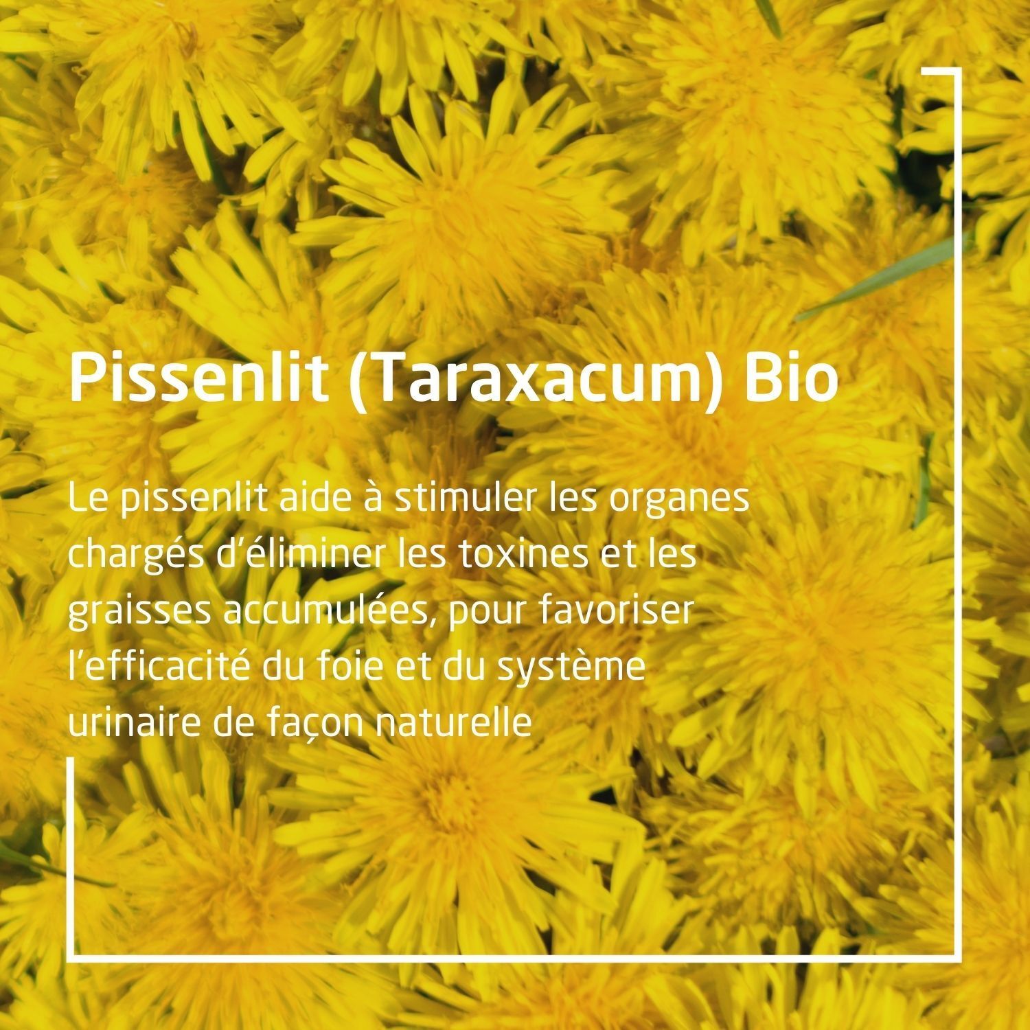 WELEDA EPB® Taraxacum Bio Drainage hépatique et urinaire