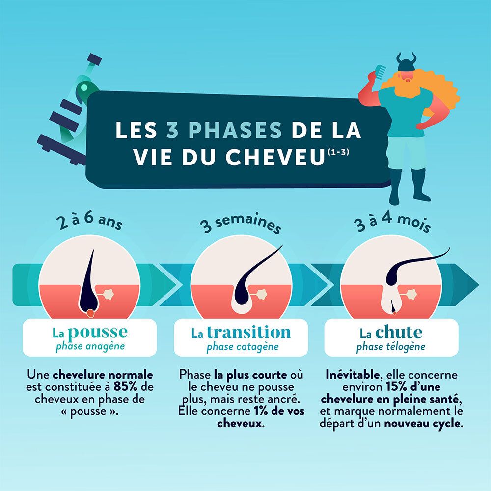Graphique des 3 phases du cycle capillaire: croissance, transition, chute. Texte: Les 3 phases de la vie du cheveu.