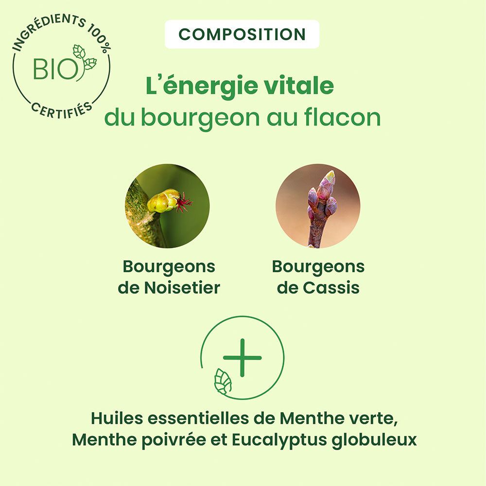 Deux illustrations de bourgeons : Noisetier et Cassis. Ingrédients supplémentaires : huiles de menthe et eucalyptus.