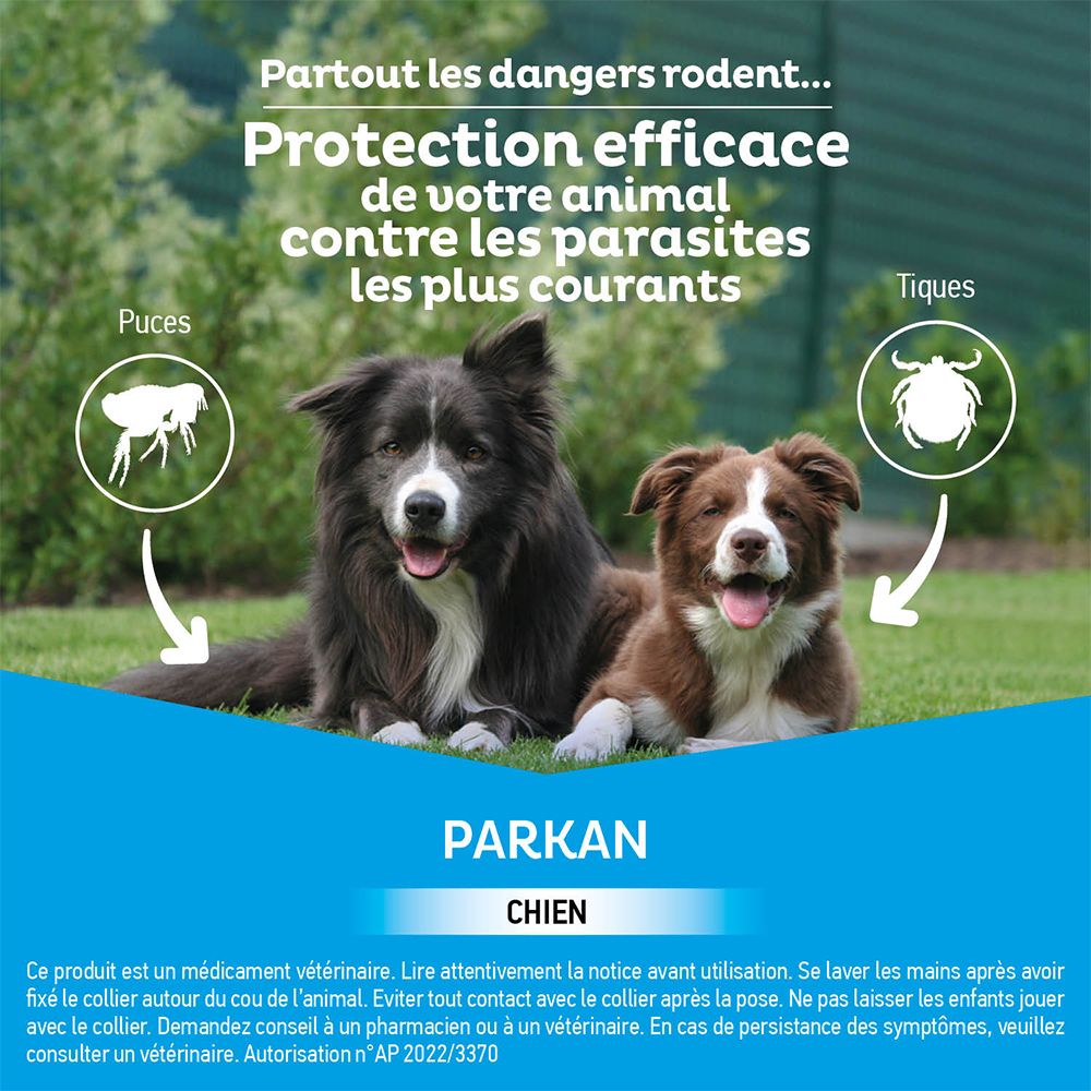 Deux chiens dans l'herbe. Texte: Protection contre les parasites. Images de puces et tiques. Parkan pour chiens.