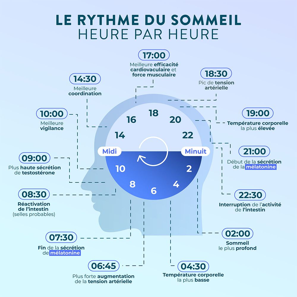 Graphique "Le Rythme du Sommeil" montrant les heures et les phases de sommeil, expliquant le rythme circadien.