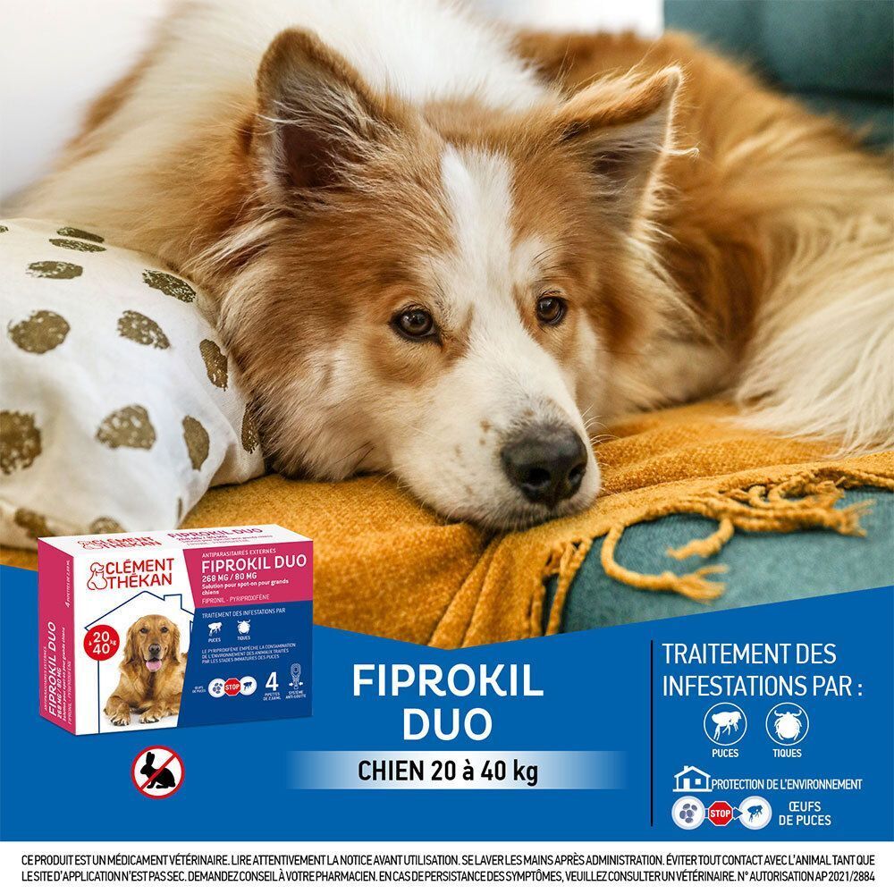 Un chien couché sur un coussin. Boîte Clément Thékan Fiprokil Duo pour chiens 20-40 kg.