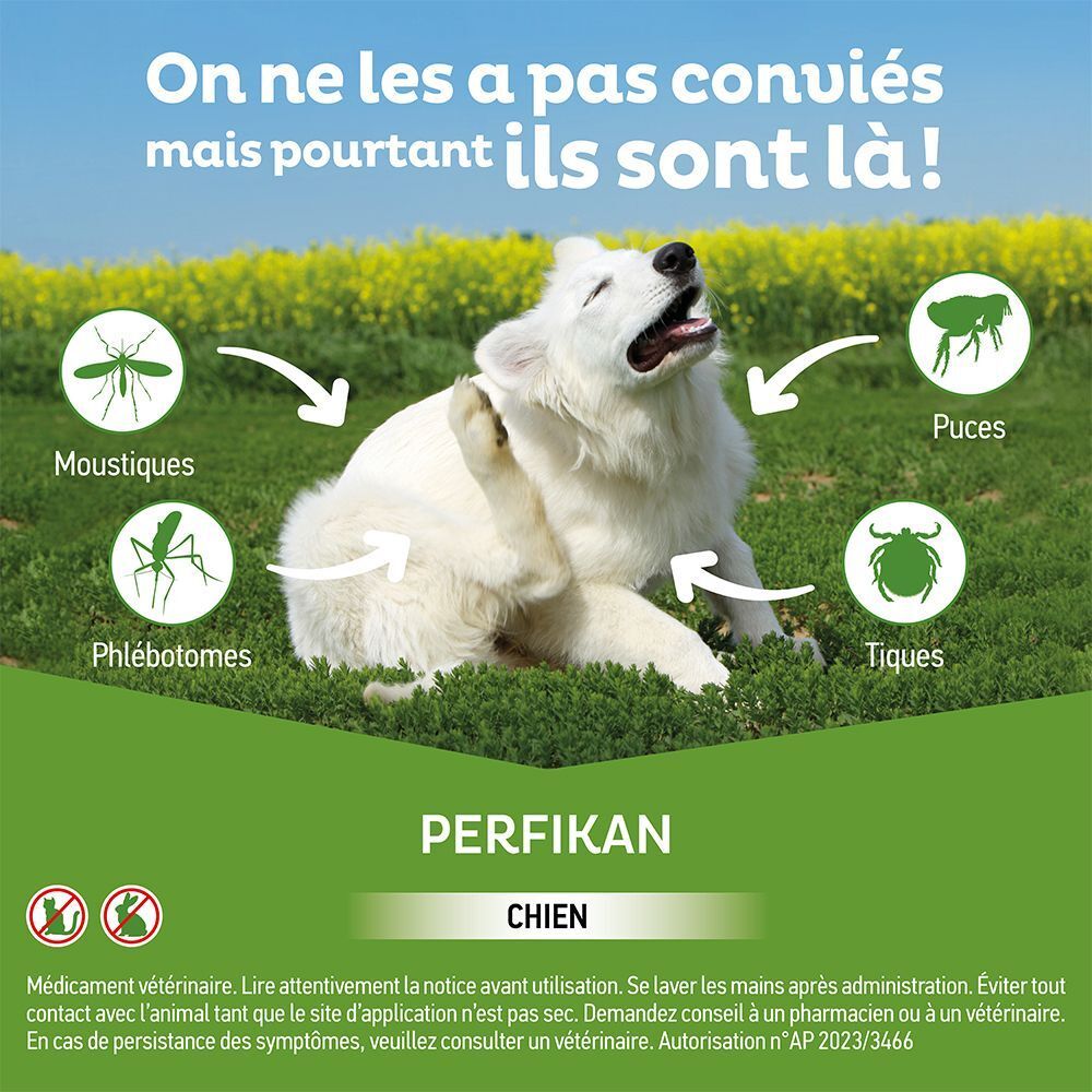 Chien se gratte à cause des moustiques, puces, tiques et phlébotomes. Produit protecteur.