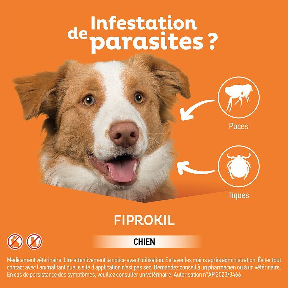 Chien infesté par des parasites (puces, tiques). Fiprokil pour chiens.