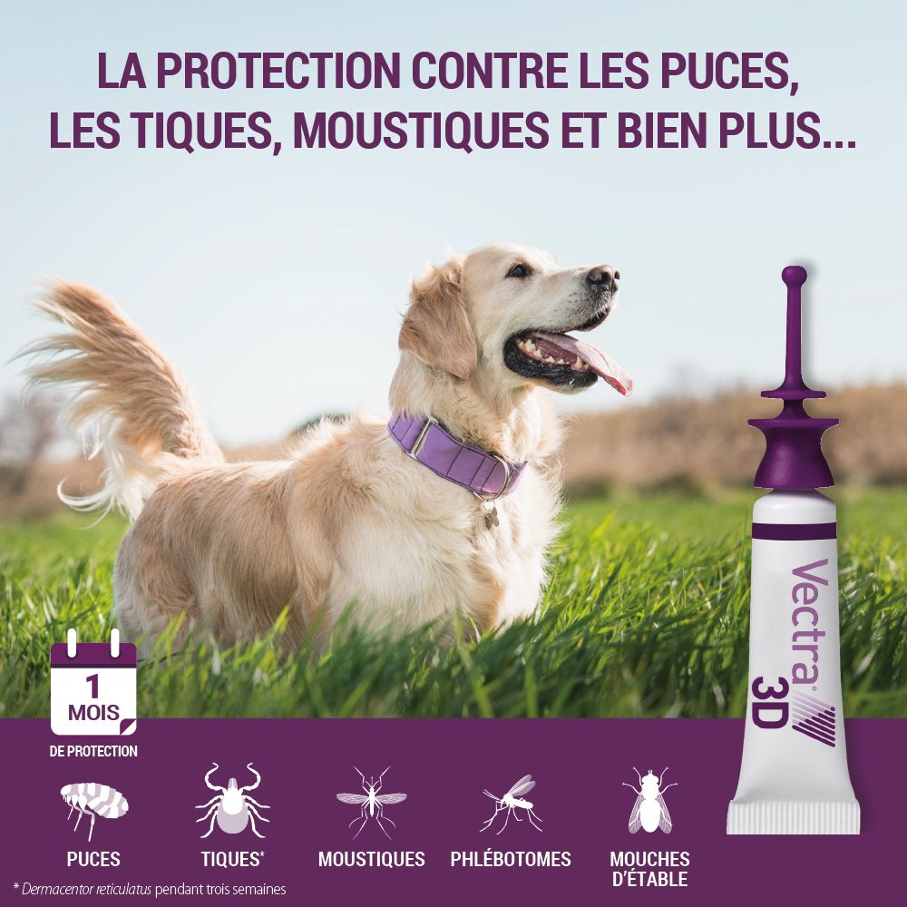 Chien dans l'herbe. Pipette à côté. Protection contre puces, tiques, moustiques et plus. 1 mois de protection.