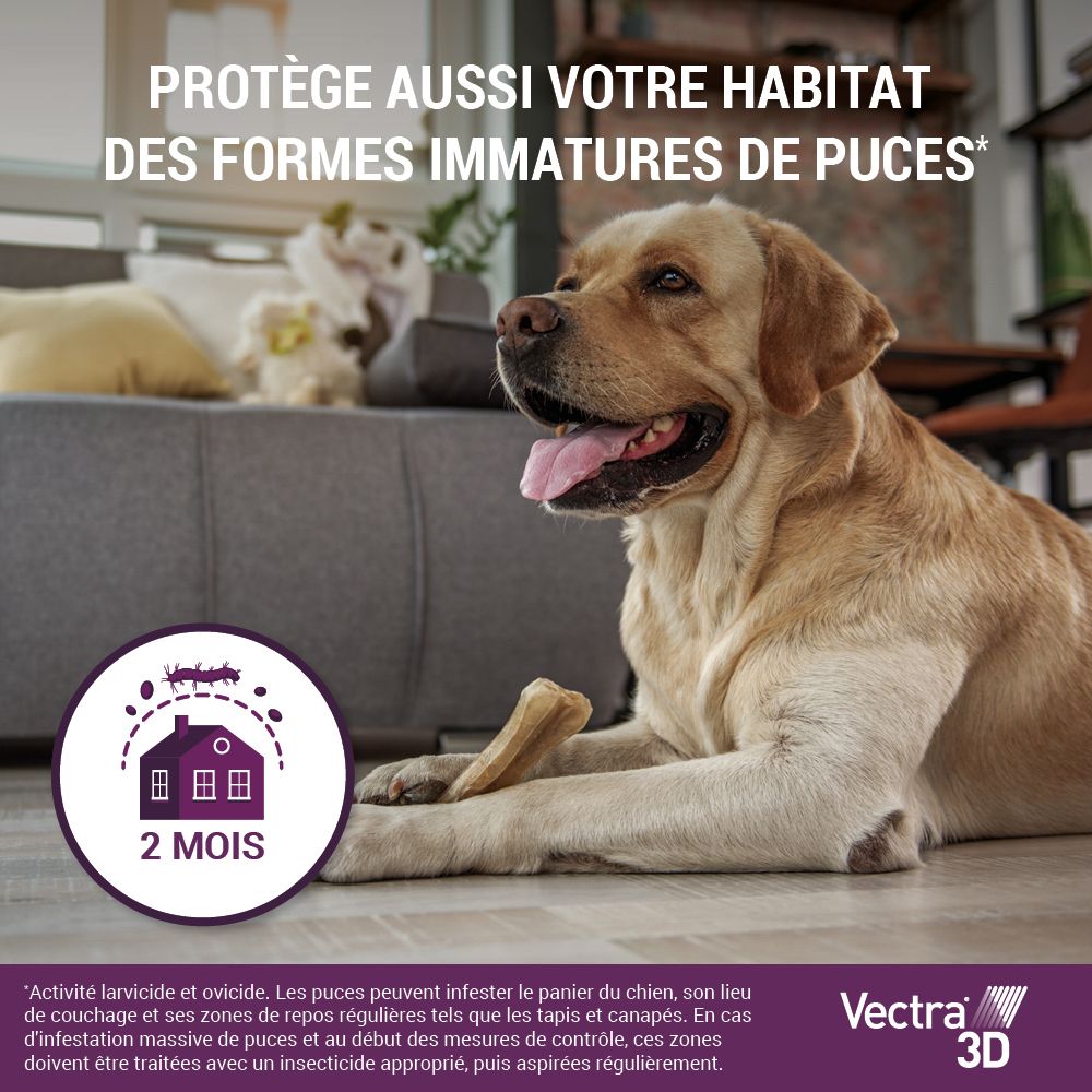 Chien sur le canapé. Vectra® 3D. Protège aussi contre les formes immatures de puces. 2 mois.
