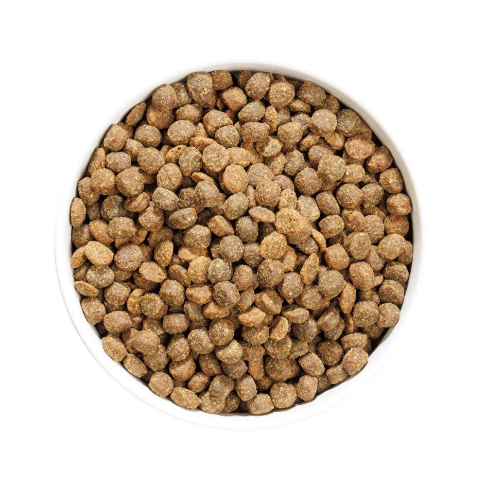 Nourriture pour chiens dans un bol blanc. Petites croquettes rondes et brunes.