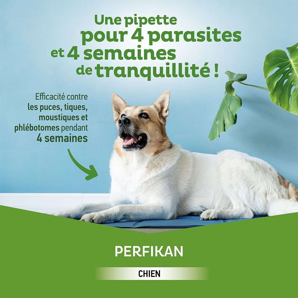 Un chien allongé. Une pipette offre 4 semaines de protection contre les parasites.