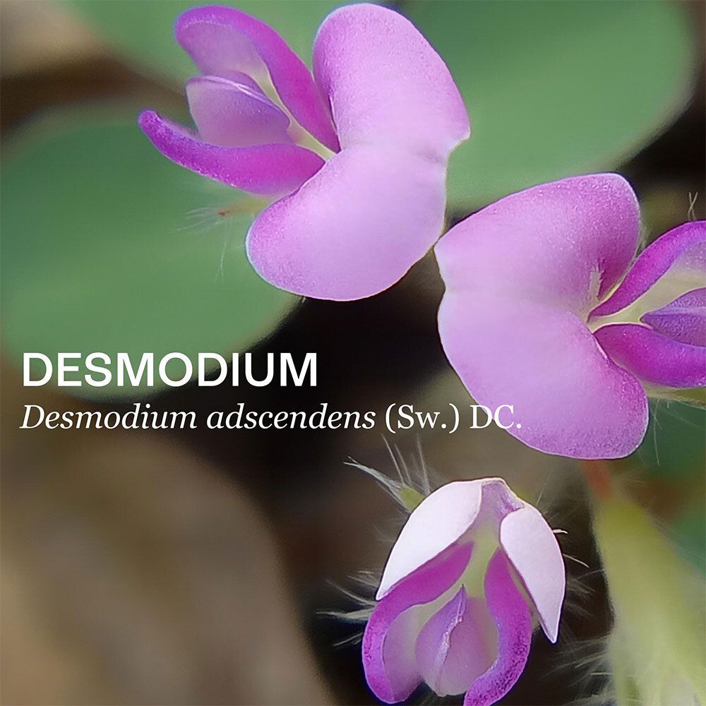 Gros plan sur des fleurs de Desmodium. Pétales roses avec étamines jaunes. Nom du produit : Desmodium.