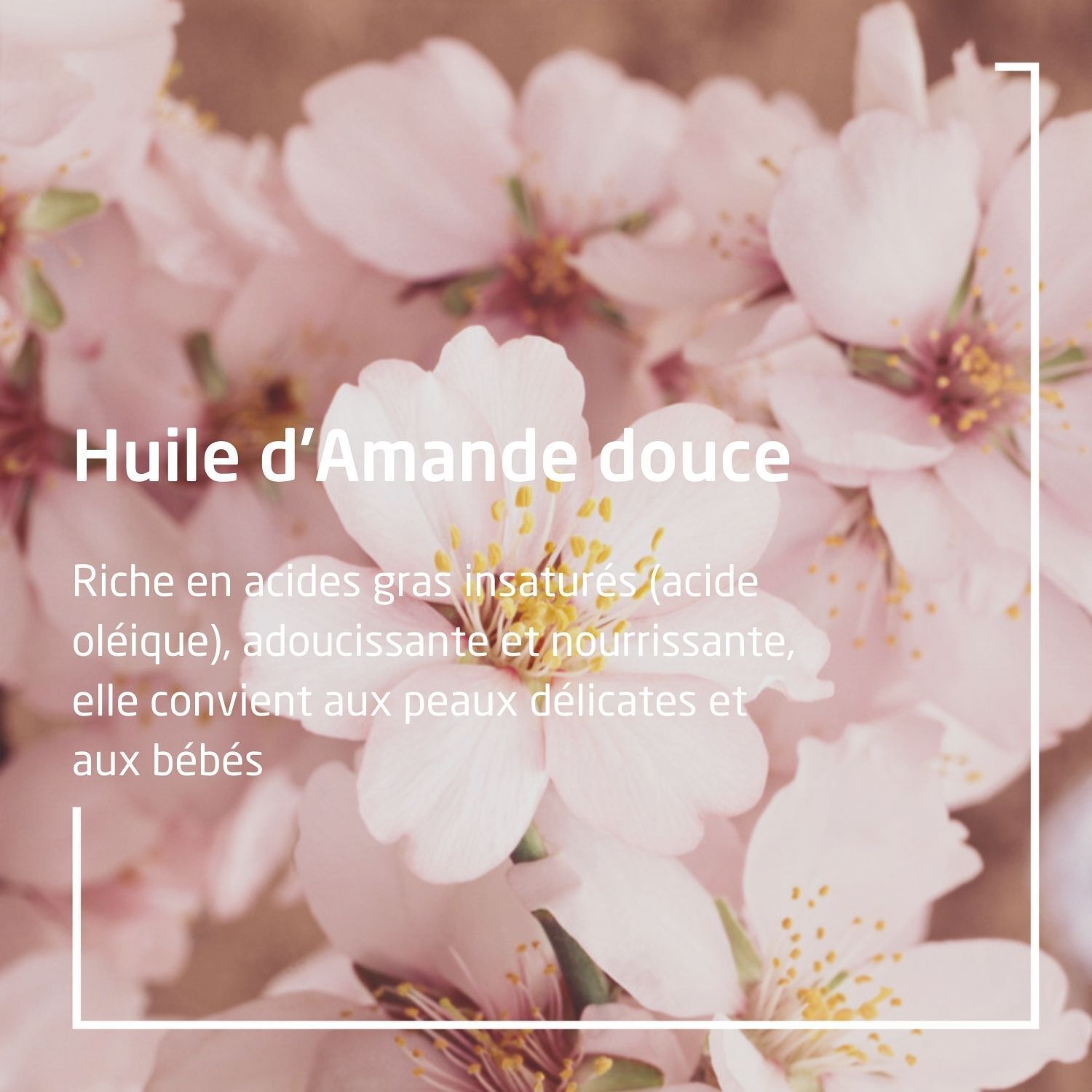 Gros plan sur des fleurs. Texte: Huile d'Amande douce, riche en acides gras, pour peaux délicates et bébés.