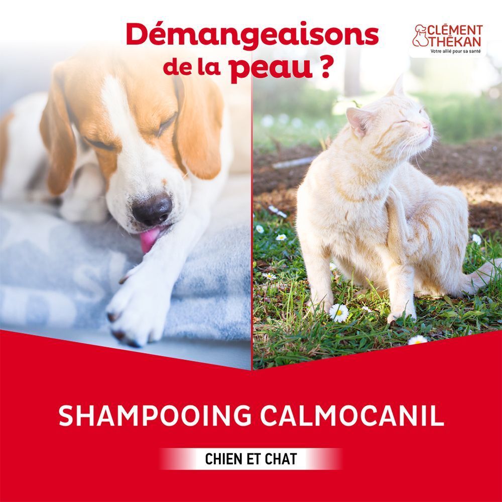 Chien et chat se grattent. Clément Thékan Shampooing Calmocanil pour chien et chat.