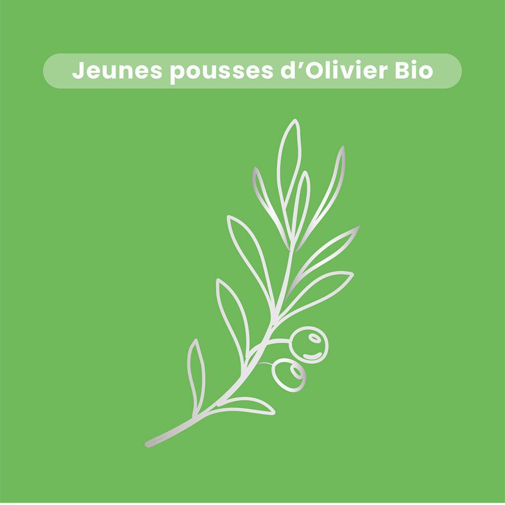 Fond vert avec illustration d'une branche d'olivier argentée. Texte : Jeunes pousses d'Olivier Bio.