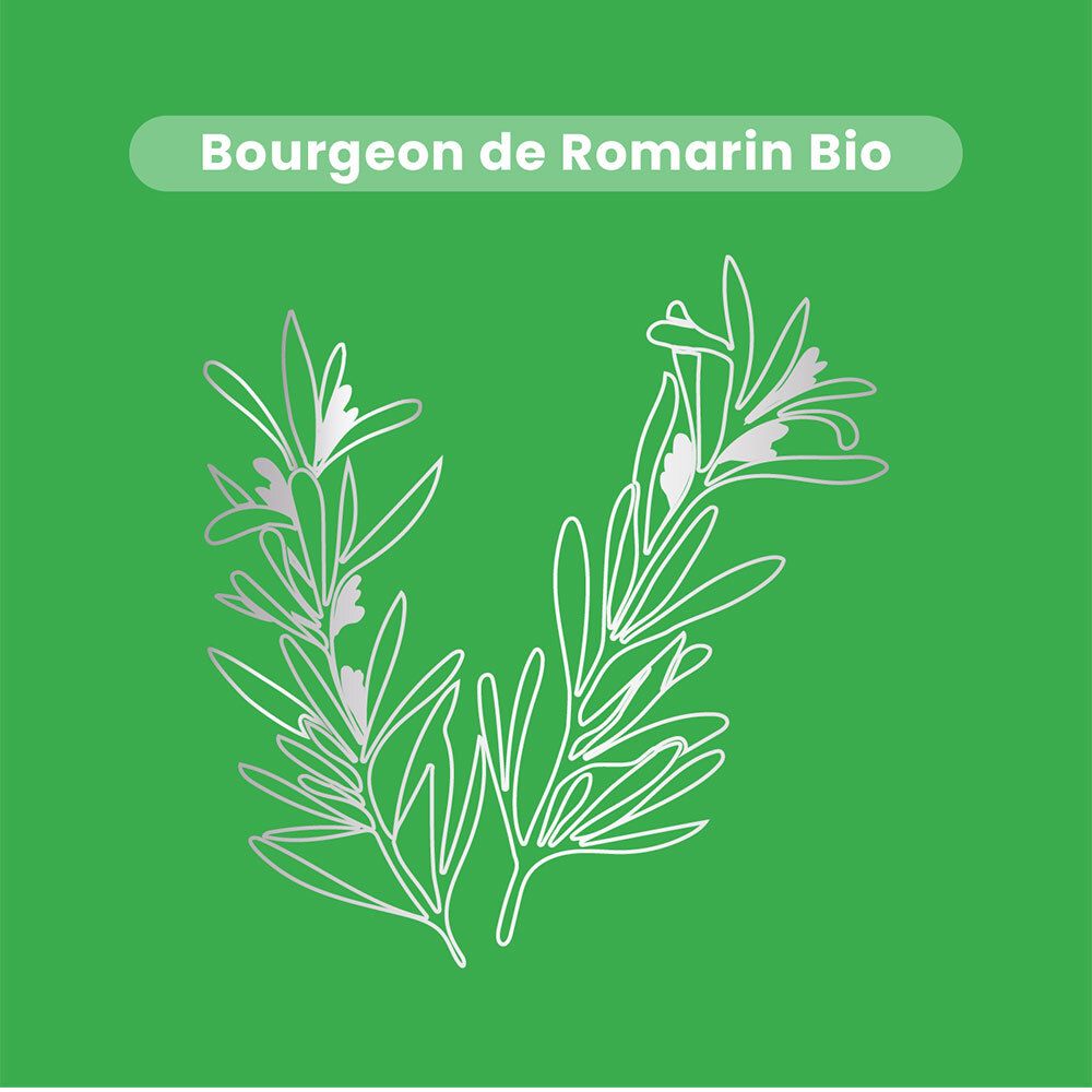 Dessin silhouette de branches de romarin sur fond vert. Texte : Bourgeon de Romarin Bio.