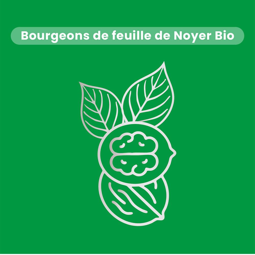 Graphique avec feuilles et noix. Texte : Bourgeons de feuille de Noyer Bio.