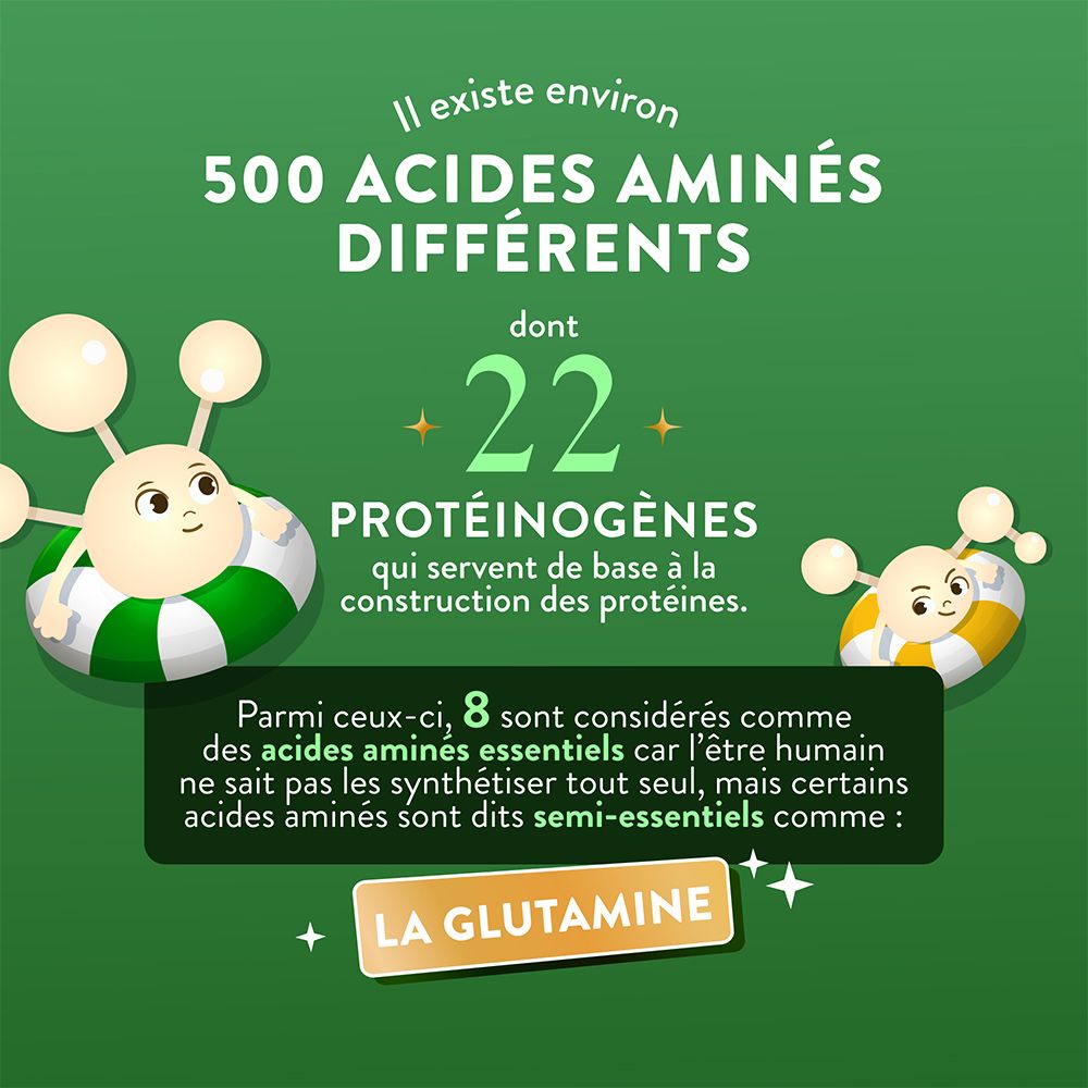 Graphique sur les acides aminés, soulignant l'importance de la L-Glutamine pour la construction des protéines.