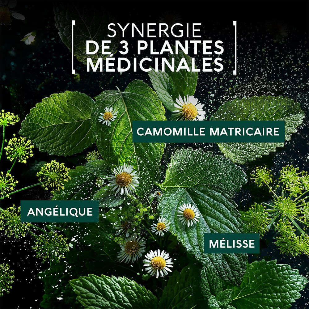 Gros plan sur camomille, angélique et mélisse. Texte: Synergie de 3 plantes médicinales.