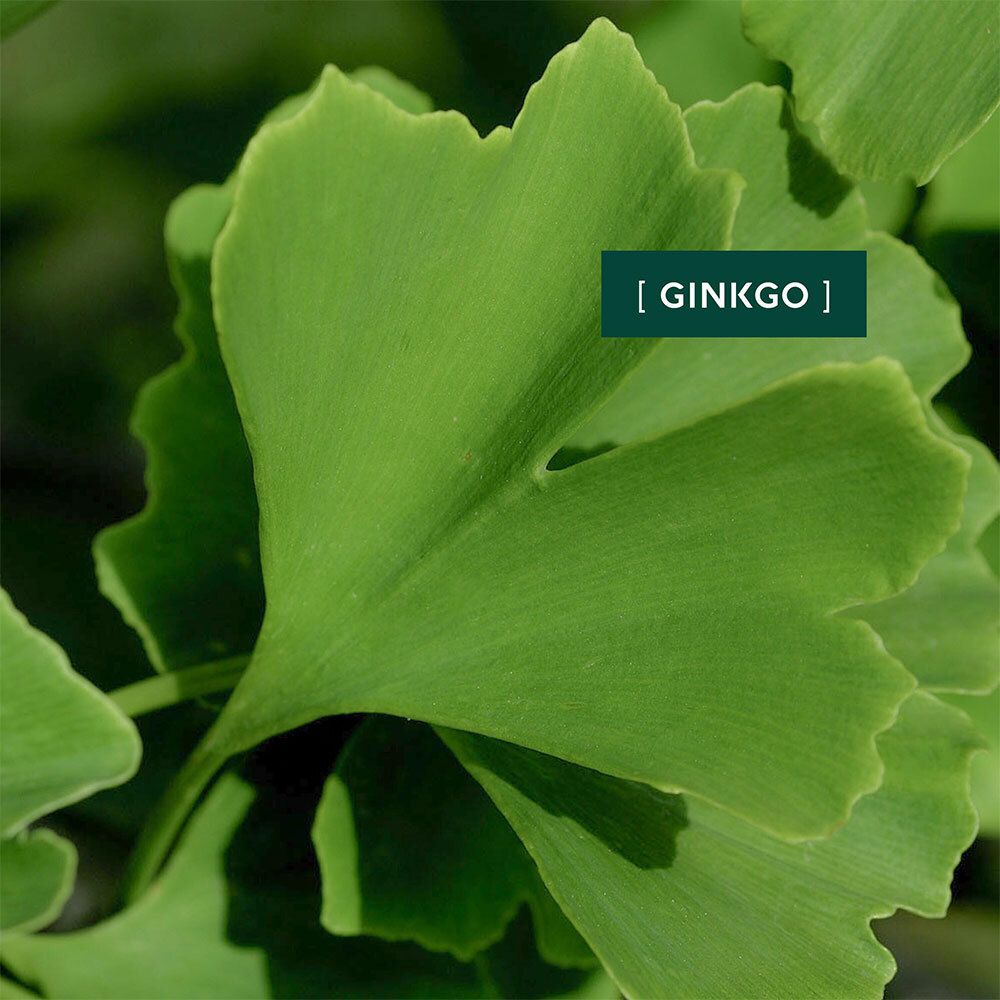 Feuille de Ginkgo verte. Texte: [GINKGO].