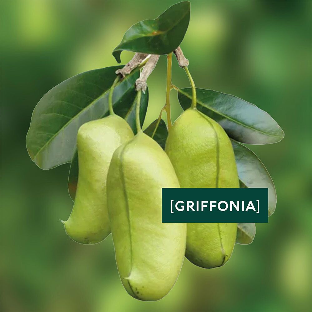 Gros plan de fruits verts sur une branche. Texte: GRIFFONIA.